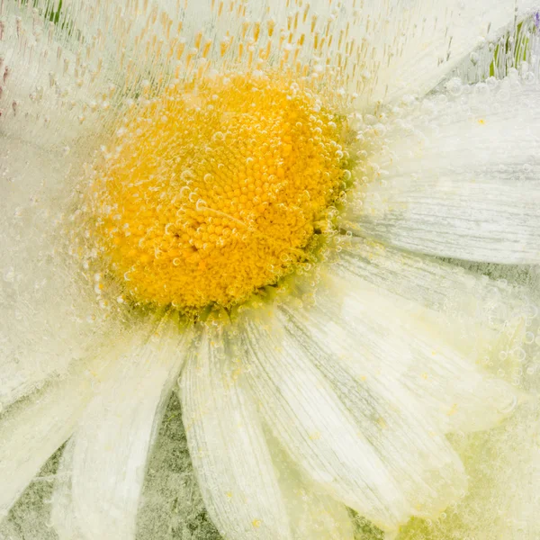 Abstração com flor de margarida bonito — Fotografia de Stock