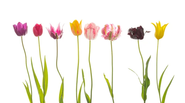 Kwiaty z różnych odmian tulipanów — Zdjęcie stockowe