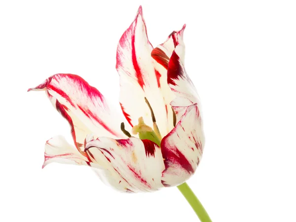 Unusual red and white lily tulip — Stock Photo, Image