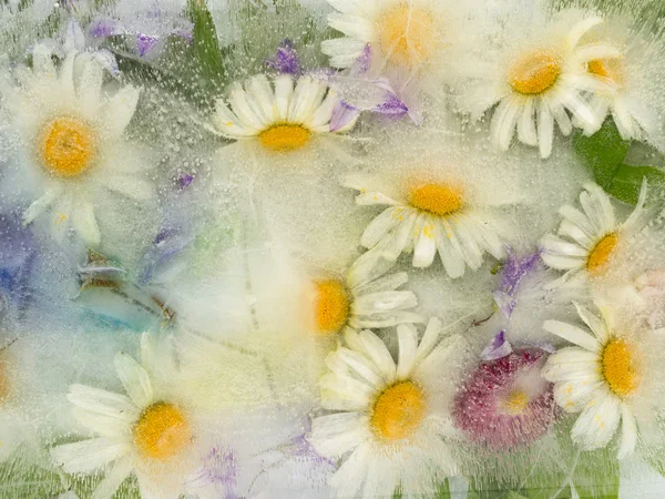 Captação de gelo com flores de camomila — Fotografia de Stock