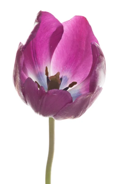 Tulipa carmesim com centro roxo — Fotografia de Stock