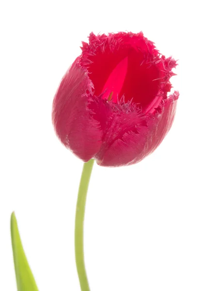 stock image fringed tulip on a white background