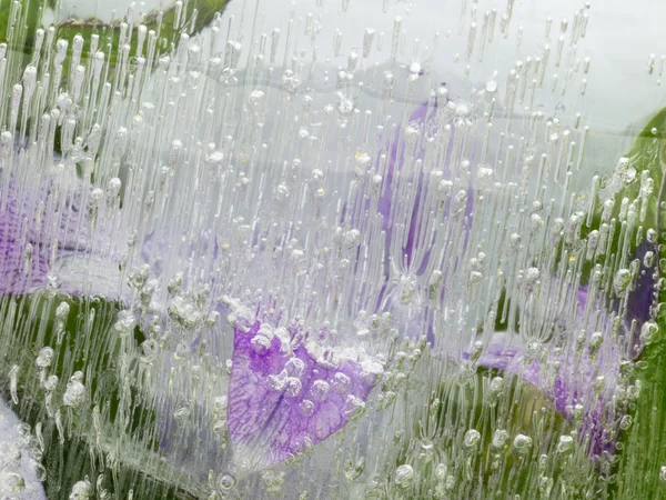 Frágil abstracción orgánica verde y lila — Foto de Stock