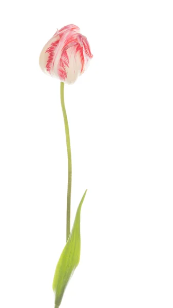 Suave hermoso tulipán sobre un fondo blanco —  Fotos de Stock