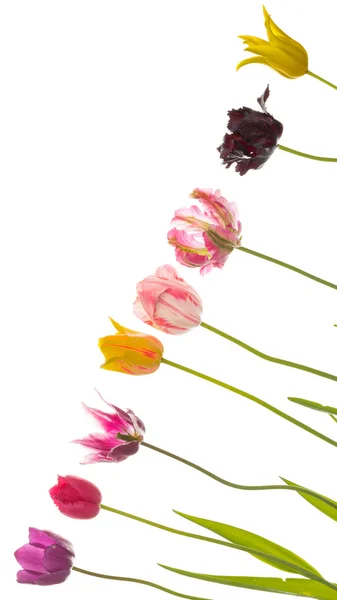 Barevné tulipány na diagonále — Stock fotografie