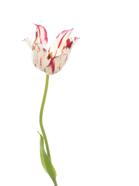 Red and white lily tulip — Stock Photo, Image