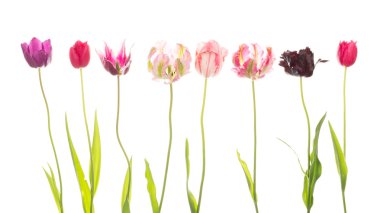 sıra dışı çeşitli renklerde laleler