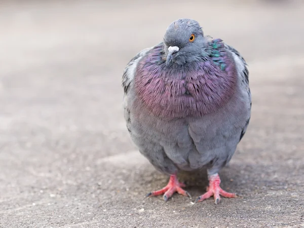 beautiful gray pigeon with red paws