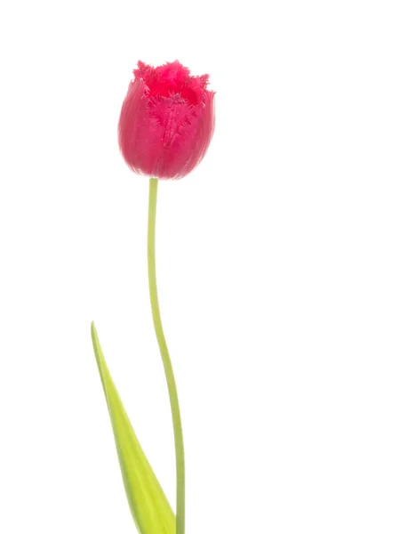Tulipán rojo con flecos carmesí — Foto de Stock