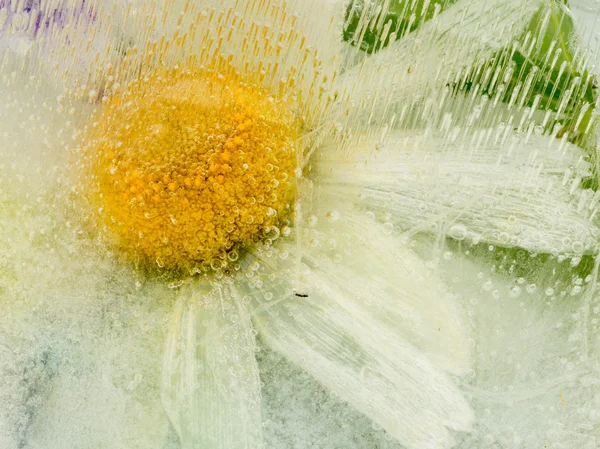 Gelo congelado abstração com flor — Fotografia de Stock