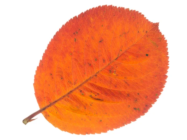 Red leaf on a white background — Stock Photo, Image