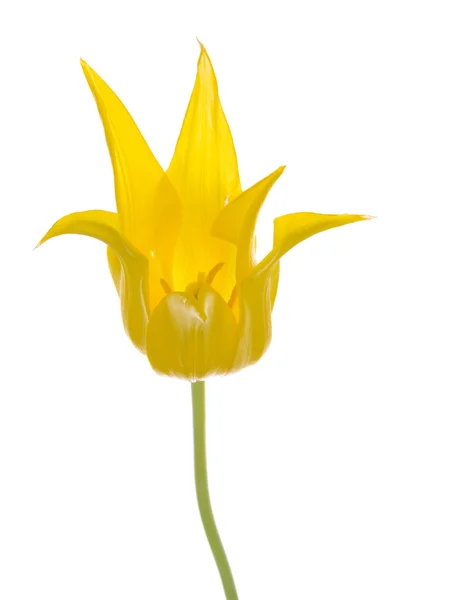 Krásný jemný květ žlutý Tulipán — Stock fotografie