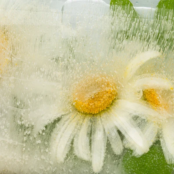 Abstraction with organic chamomile flowers — Stock Photo, Image