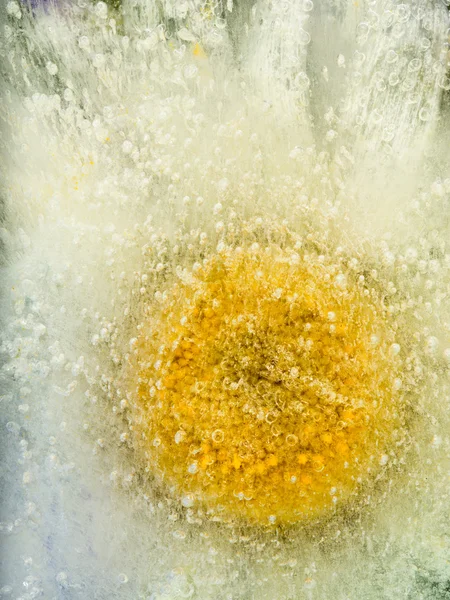 Vertical ice frozen abstraction with camomile — Stock fotografie