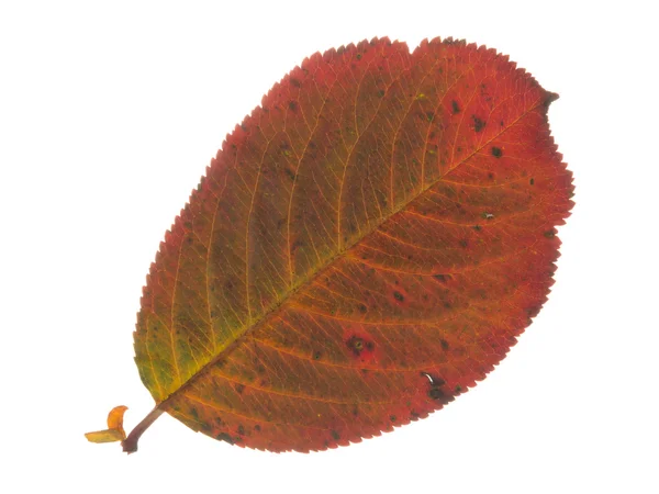 Rood bruin blad en witte achtergrond — Stockfoto