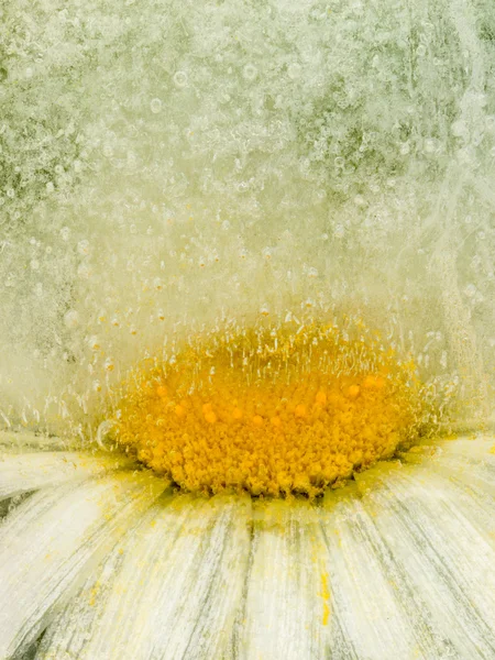 Vertical ice abstraction with camomile — Stock Photo, Image