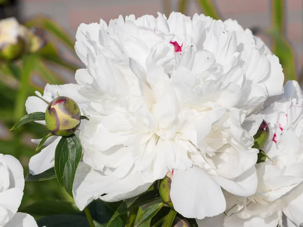 Flowers bright white terry pions — Stock Photo, Image