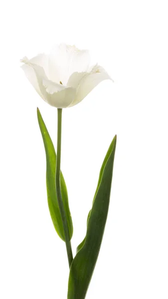 Fleur de tulipe blanche — Photo