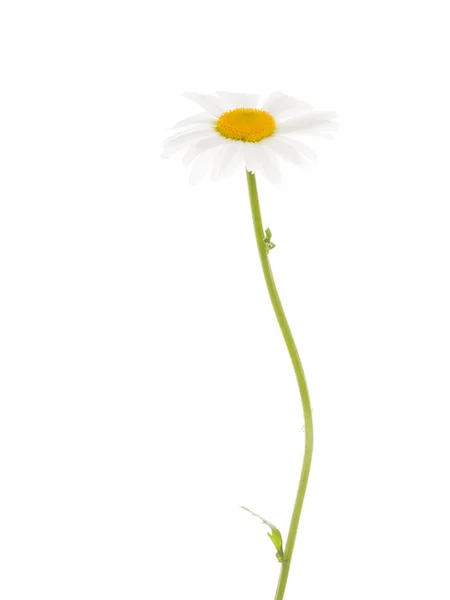 Біла жовта ромашкова квітка — стокове фото