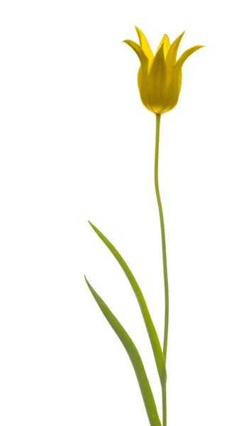 Сорта жёлтого тюльпана — стоковое фото
