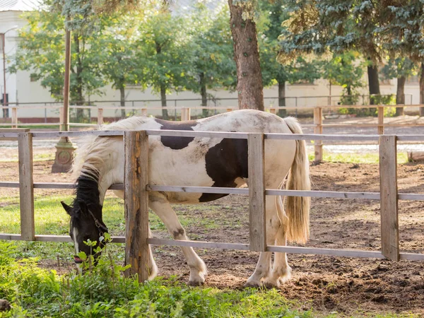 Horse eats grass in the morning — Stock Photo, Image