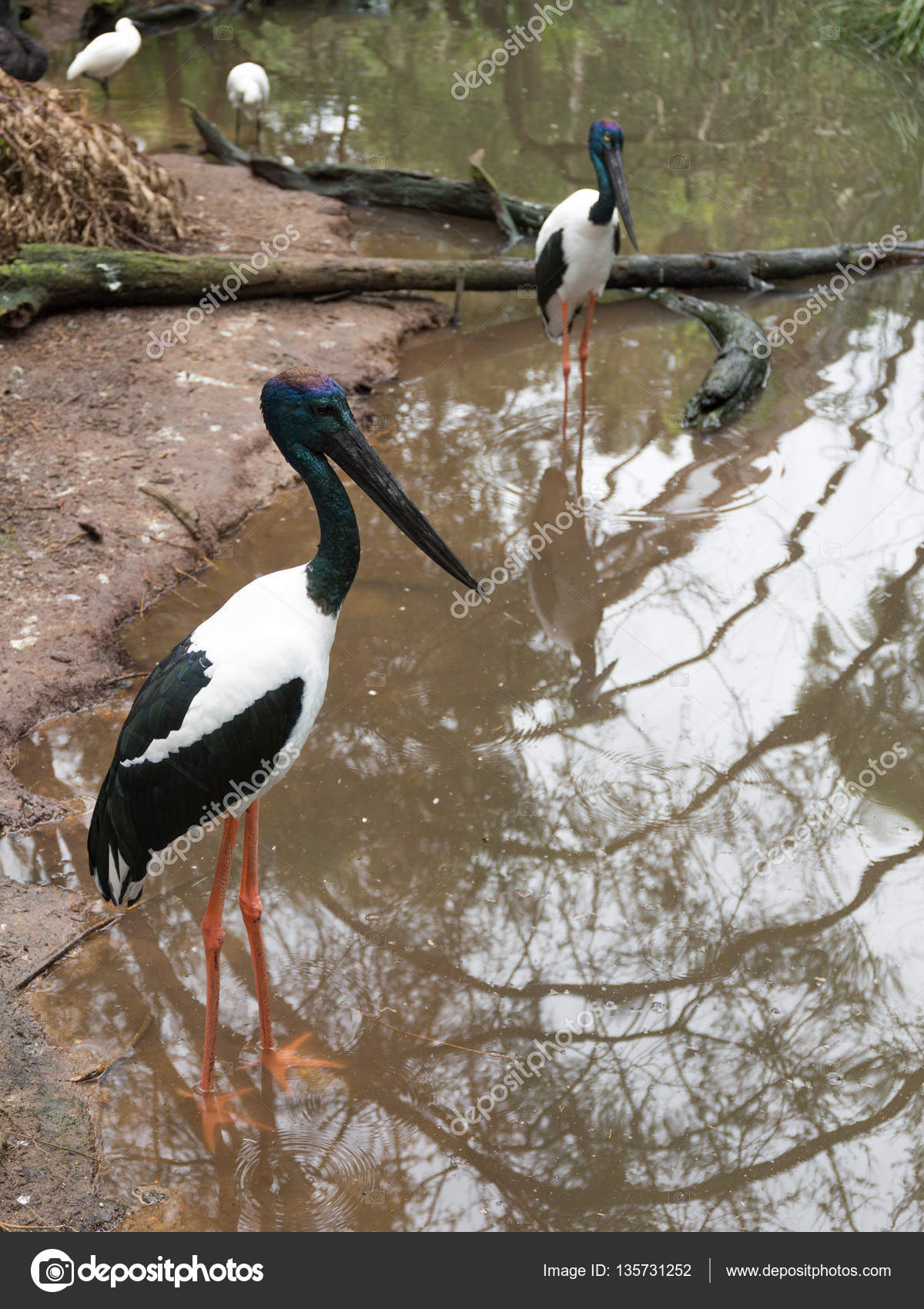 Oiseaux Des Cigognes à Cou Noir Australie Photographie