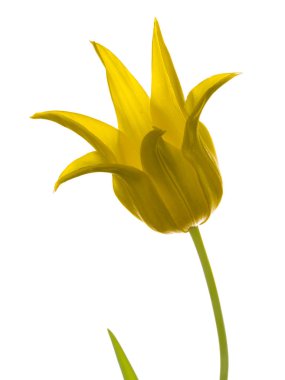 Sarı zambak Lale dikey