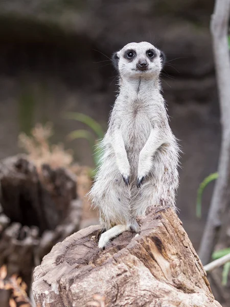 Έξυπνο αστείο meerkat — Φωτογραφία Αρχείου