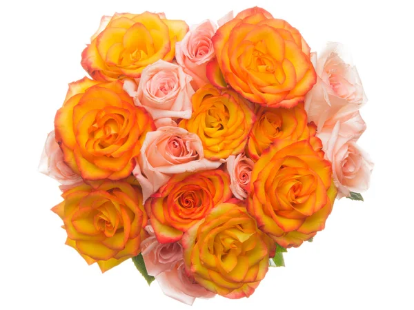 Beautiful roses on a white background — Stock Photo, Image