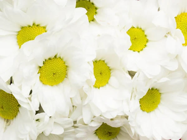 Background of white chrysanthemums — Stock Photo, Image