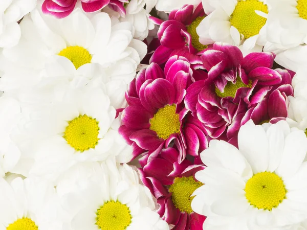 Hintergrund weißer und lila Chrysanthemen — Stockfoto