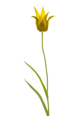 parlak sarı zambak lale