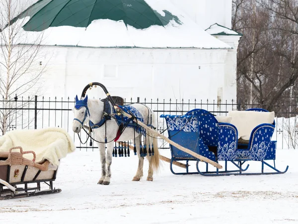 Cavallo bianco, Russia — Foto Stock