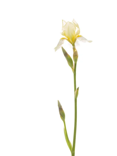 白いアイリスの花 — ストック写真