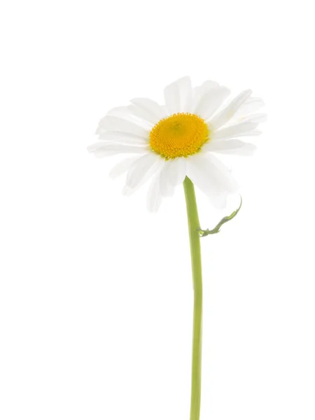 Chamomile with a thin stem — Stock Photo, Image