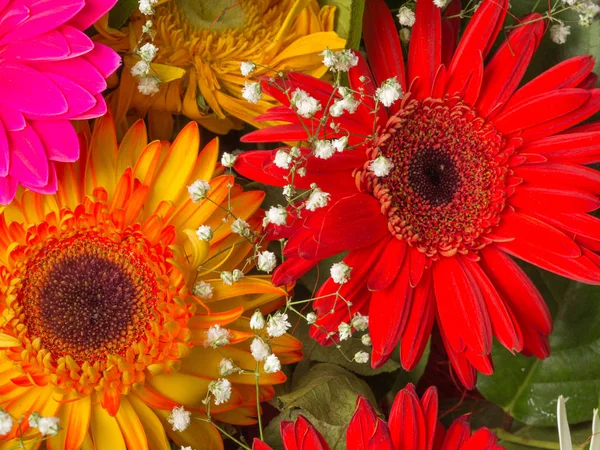 Hermosas flores de gerberas — Foto de Stock