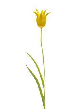 Sarı güzel lily Lale