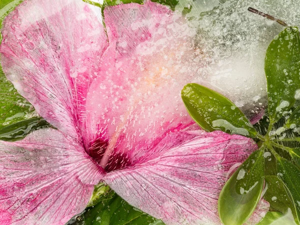 Abstracción con flor de hibisco — Foto de Stock
