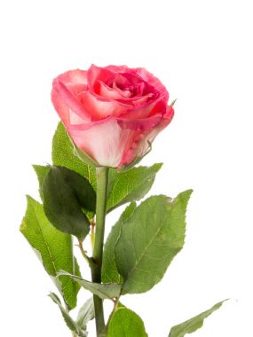 Beyaz arka planda pembe gül