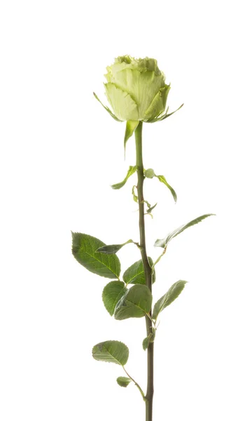 Zelená růže na bílém pozadí — Stock fotografie