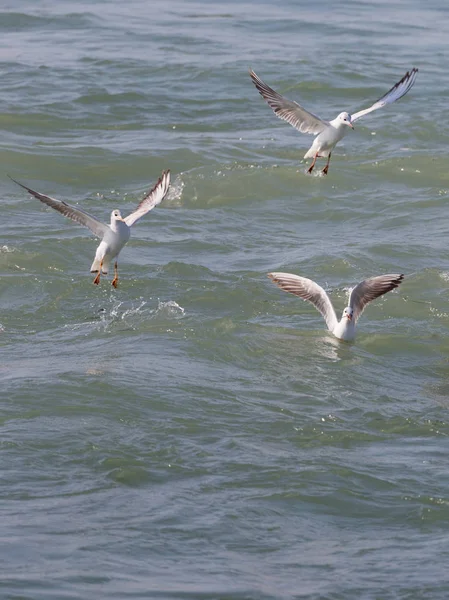 Drei Möwen, das schwarze Meer — Stockfoto