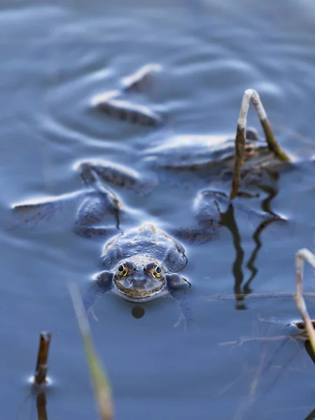 물에 앉아 개구리 — 스톡 사진