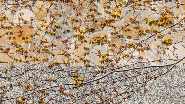 Taştan bir duvar üzerinde bitki — Stok fotoğraf