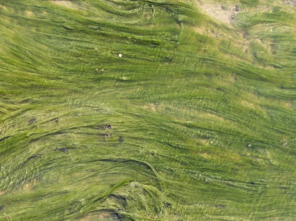 Világos zöld algák a vízben — Stock Fotó
