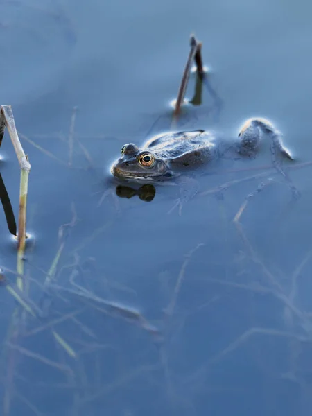 La rana se sienta en el agua —  Fotos de Stock