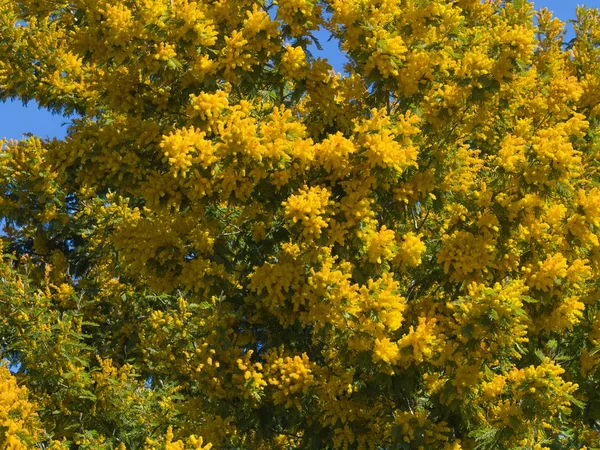 Flori galbene mimosa — Fotografie, imagine de stoc