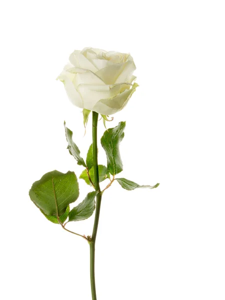 Zarte weiße Rose auf weißem Hintergrund — Stockfoto