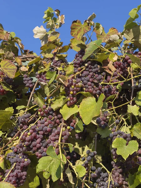 Belas uvas vermelhas saborosas — Fotografia de Stock