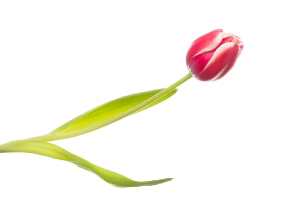 Jasne wiosną delikatny kwiat tulip — Zdjęcie stockowe