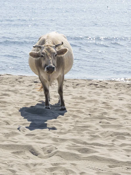 Большая умная корова на песке — стоковое фото